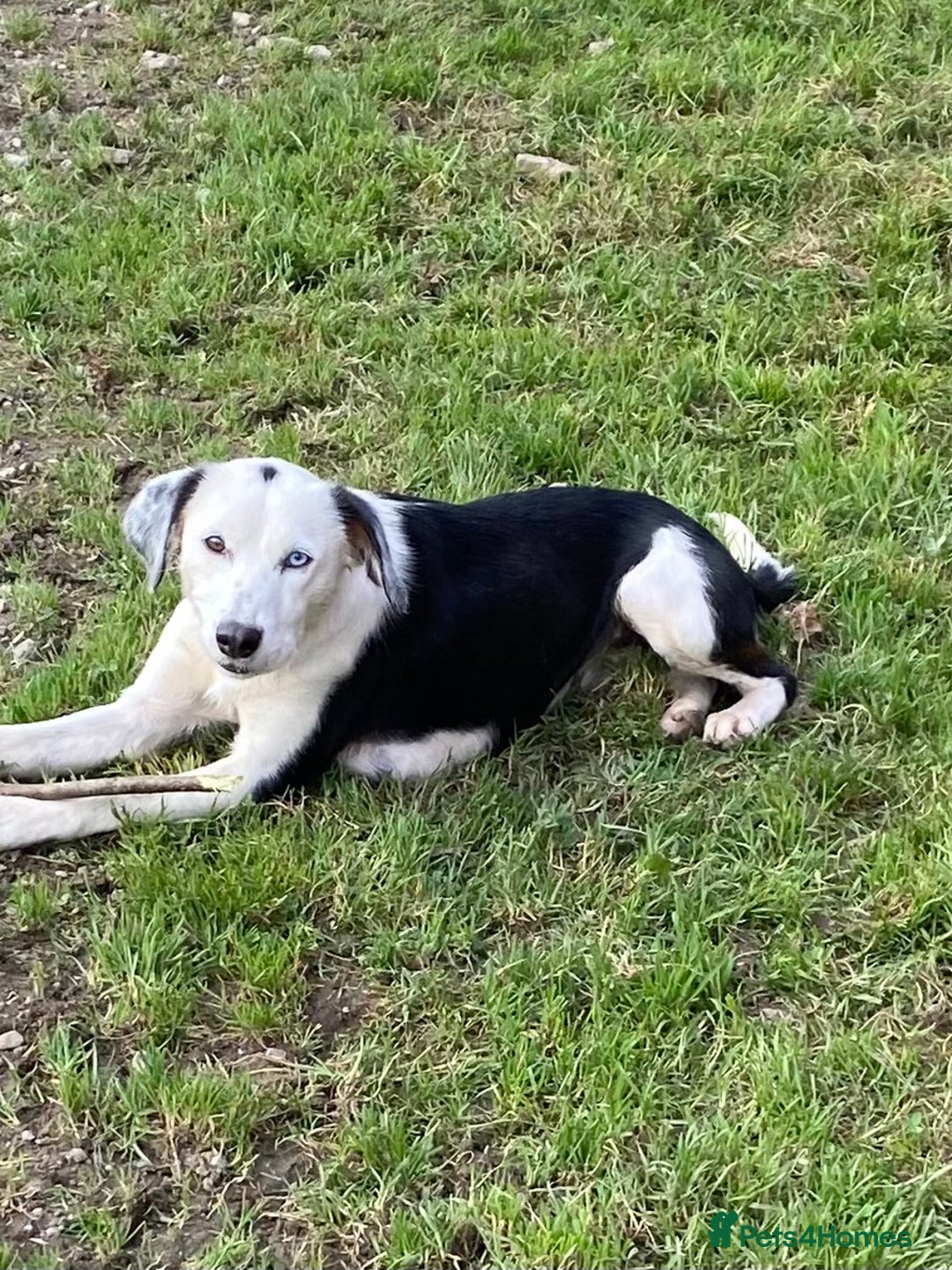 Bordoodle dogs for sale: Adorable & Confident Collie x poodle pups - Image 25