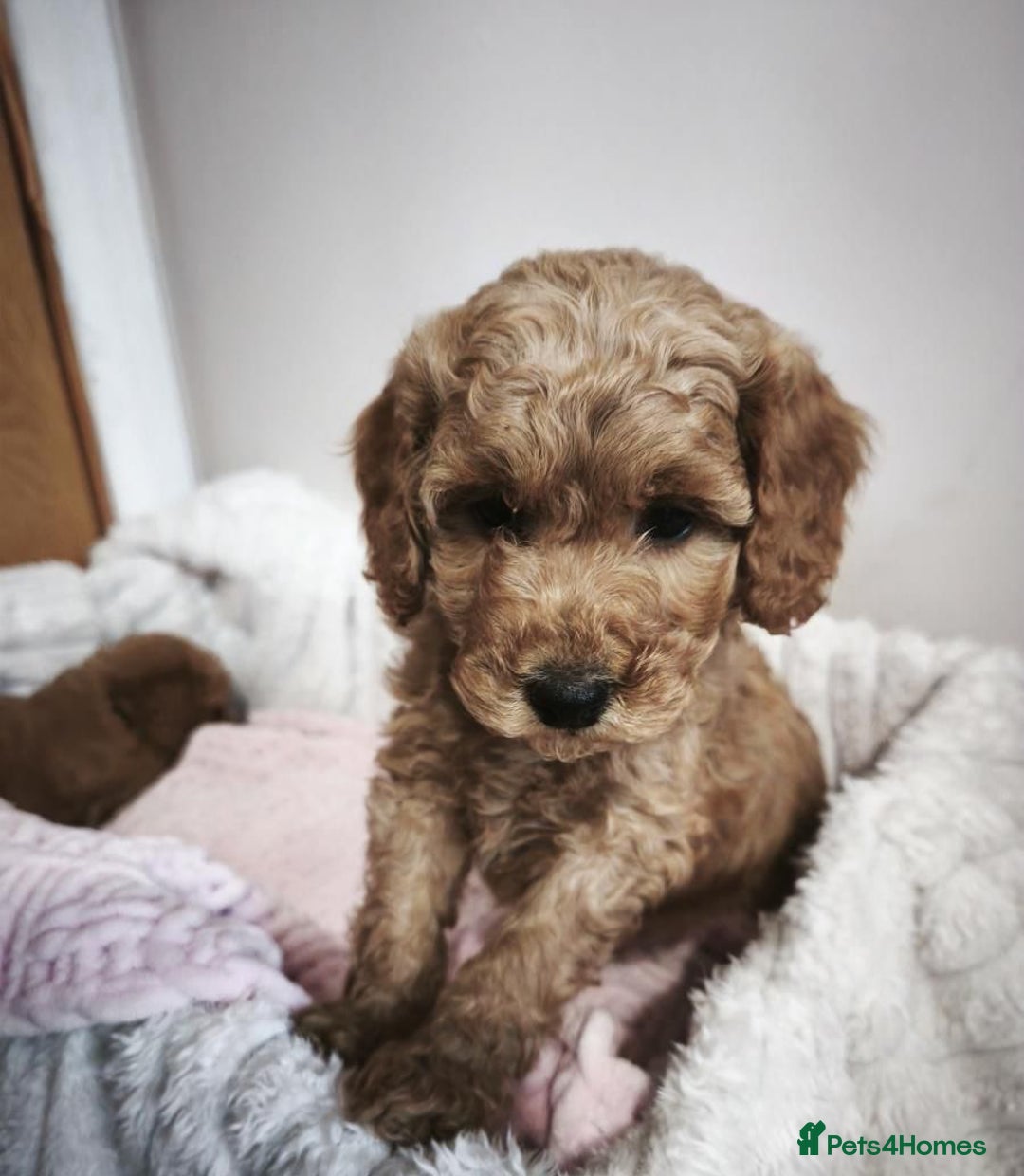 Cavapoo dogs for sale: Beautiful Toy Cavapoo Puppies £1395 - Advert 1