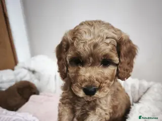 Cavapoo dogs Beautiful Toy Cavapoo Puppies £1395 - Advert 6