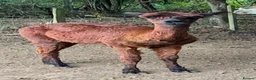 Alpaca livestock for sale: Suri alpaca male entire  - Advert 1