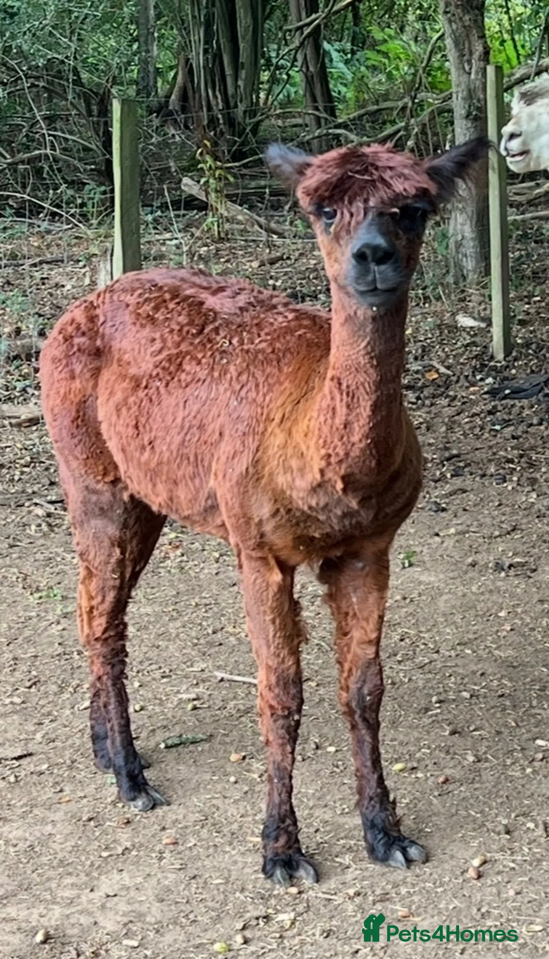 Alpaca livestock for sale: Suri alpaca male entire  - Advert 1