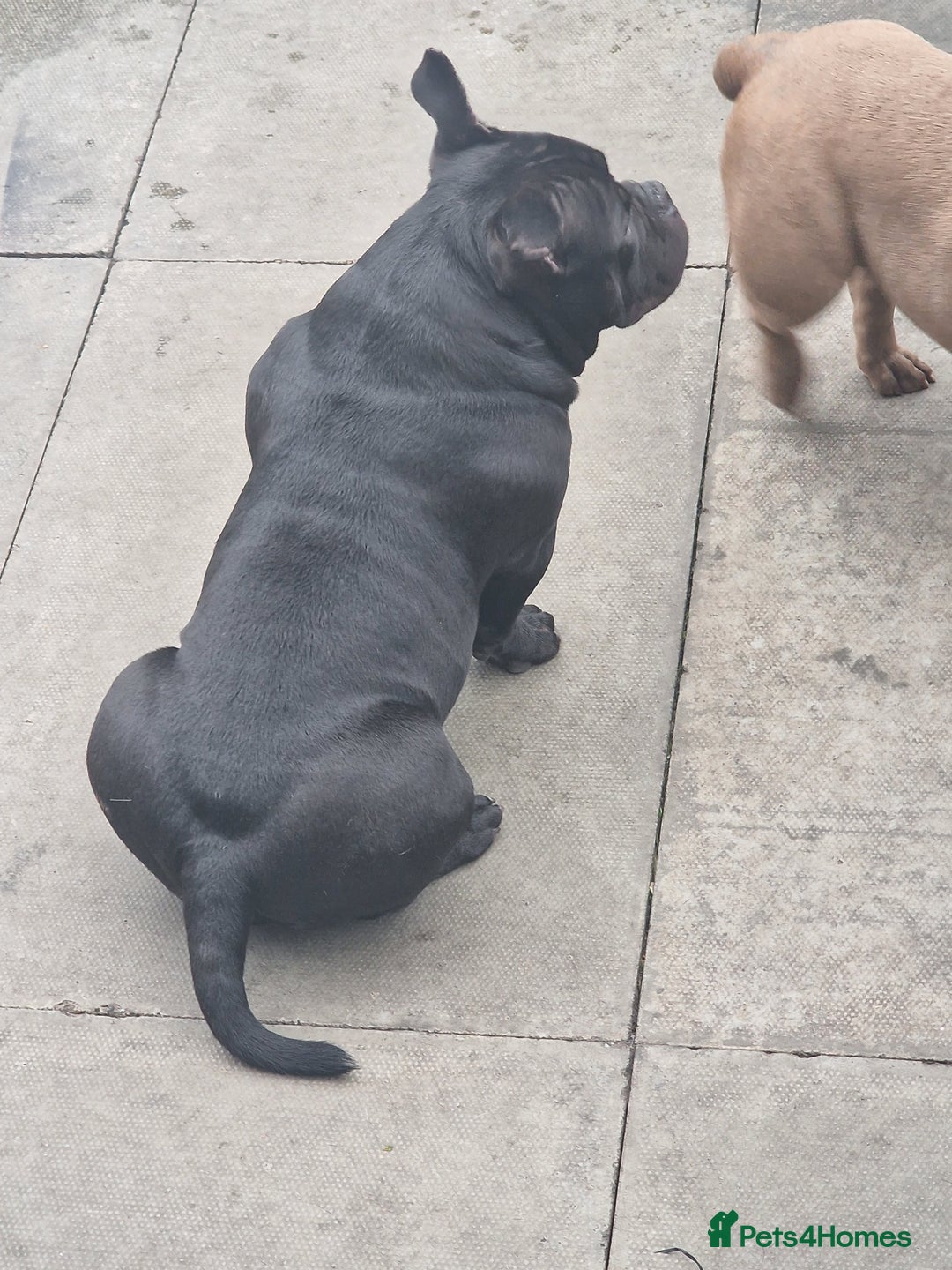 American Bully dogs for stud: Fury AKA Batman Stud Available in Glasgow - Advert 5