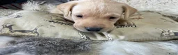 Labrador Retriever dogs for sale: 3 Stunning KC Reg Male Pups, Health Tested Parents - Advert 6