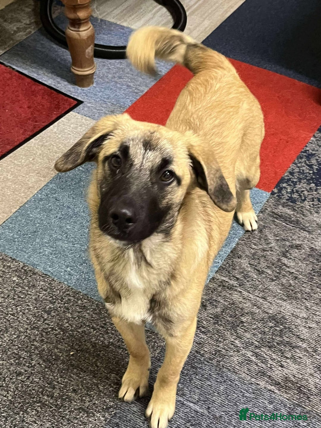 Mixed Breed dogs for adoption: MUFFIN - Advert 6