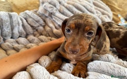 Miniature Dachshund dogs for sale: ❤️🐾💫 Outstanding Miniature Dachshunds 🐾❤️💫 - Image 35