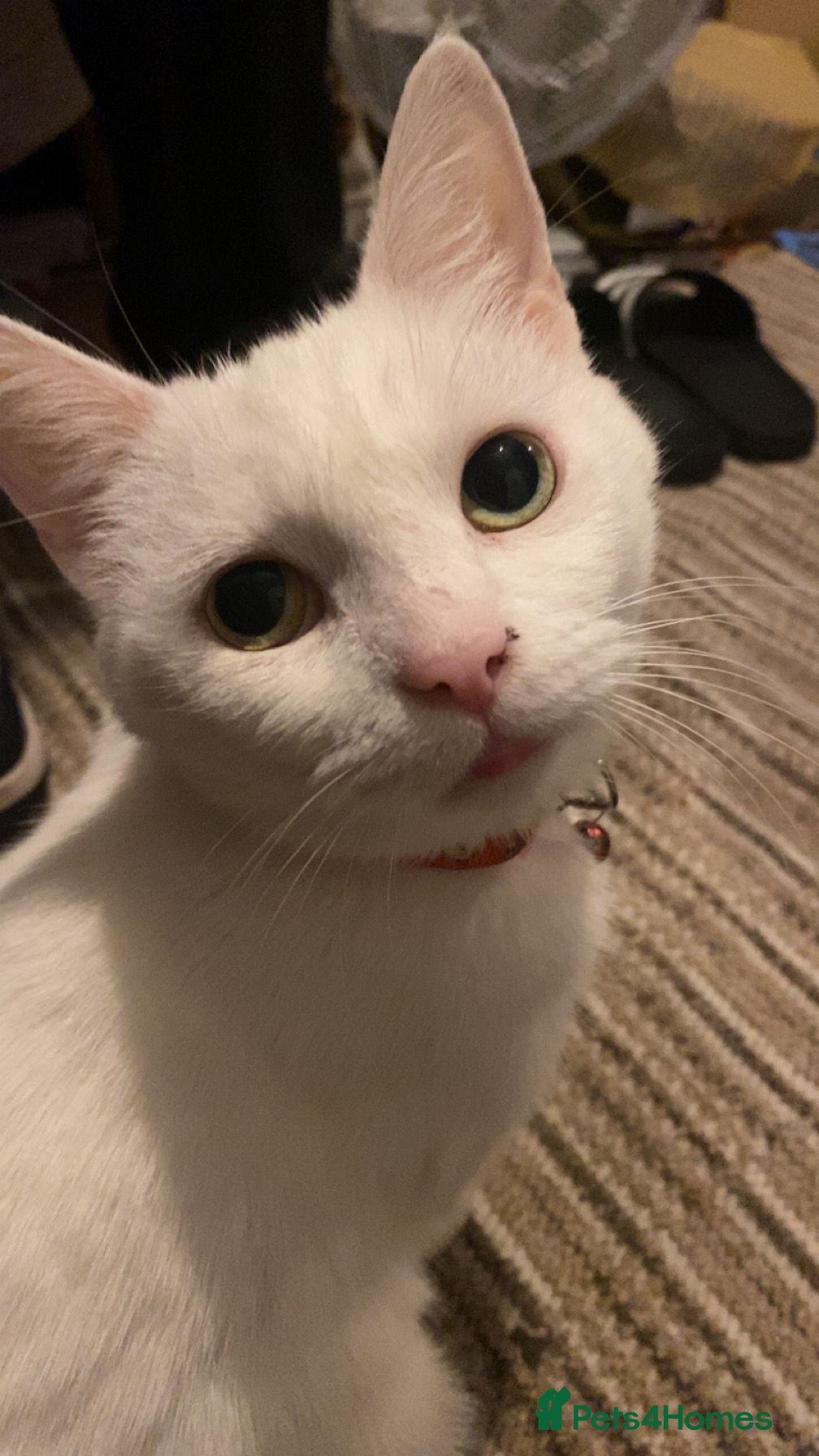 Domestic Shorthair cats Beautiful white female looking for new home  - Advert 1