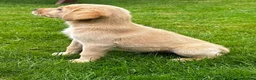 Labrador Retriever dogs for sale: Health Tested Labrador Pup - Advert 1