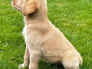 Labrador Retriever dogs Health Tested Labrador Pup - Advert 5