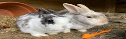 Mixed Breed rabbits for sale: Bonded Mixed Bunnies  - Advert 1