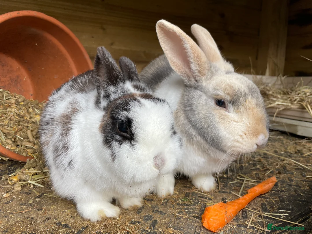 Mixed Breed rabbits for sale: Bonded Mixed Bunnies  - Advert 1