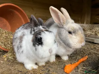 Mixed Breed rabbits Bonded Mixed Bunnies - Advert 1