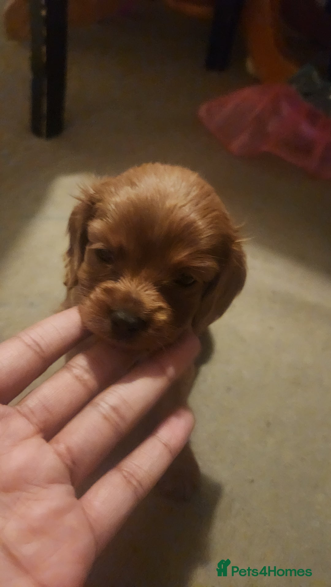 Cavapoo dogs for sale: 🐾 F1B Cavapoo Puppies – Ready 5th September 🐾 - Image 5