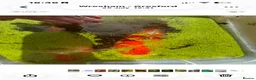 Koi Carp fish for sale: Koi carp XL  in Wrexham - Advert 3