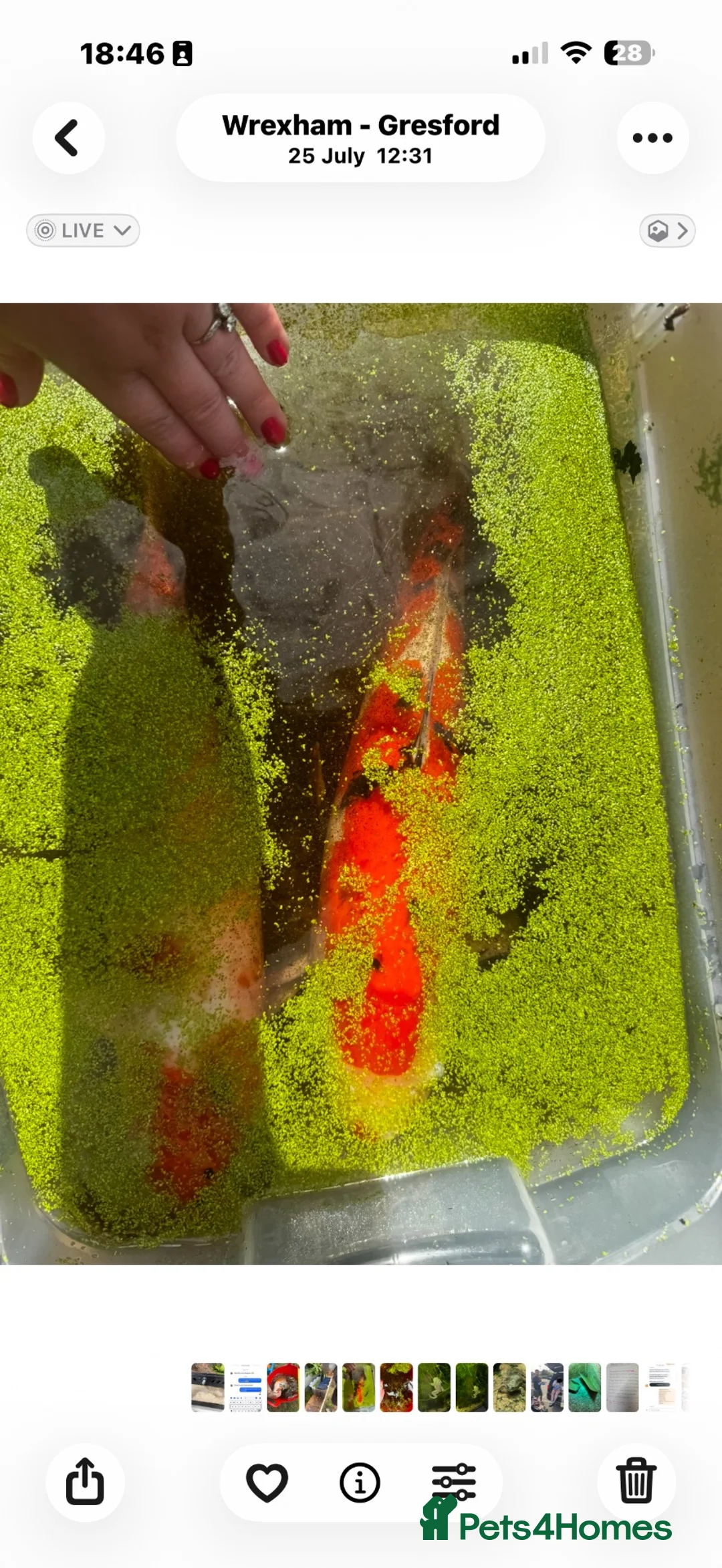 Koi Carp fish for sale: Koi carp XL  in Wrexham - Advert 3
