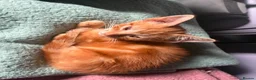 Mixed Breed cats for sale: Pretty mixed litter of kittens. - Advert 9