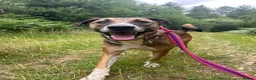 Mixed Breed dogs for adoption: Lizzie - Norwich Norfolk  - Advert 12