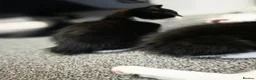 Mixed Breed cats for sale: Kittens - Advert 10
