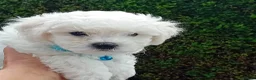 Bichon Frise dogs for sale: Bichon Frise (3 girls left ) - Advert 4