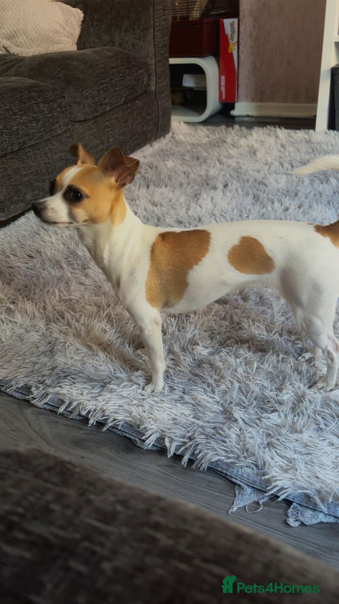 Chihuahua dogs for sale: Baby the chihuahua please read!!!!! - Image 3