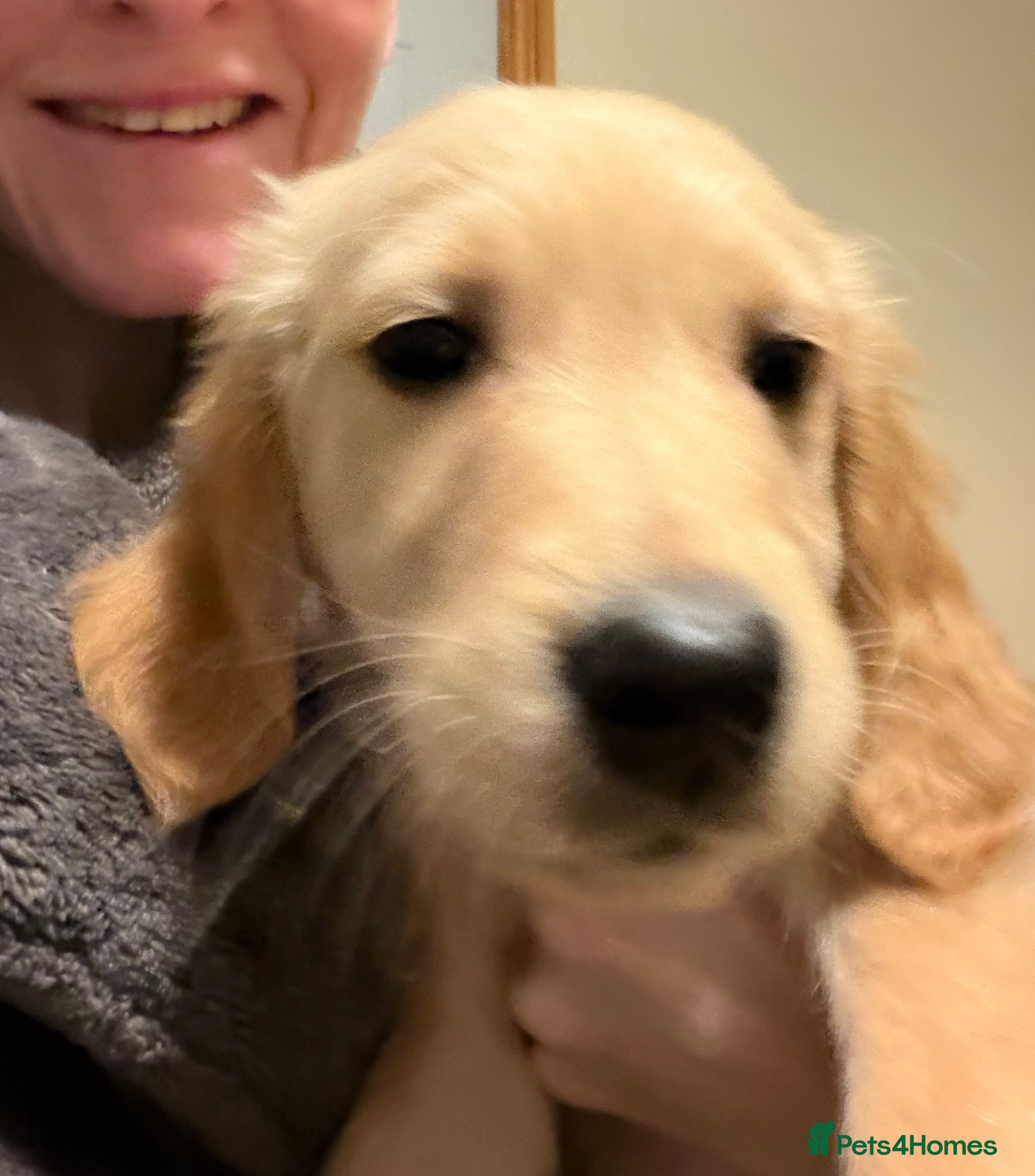 Golden Retriever dogs 🌟 Fully Vaccinated Boy 🌟 - Advert 12