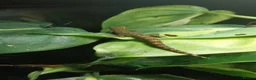 Gecko reptiles for sale: Mourning geckos. - Advert 11