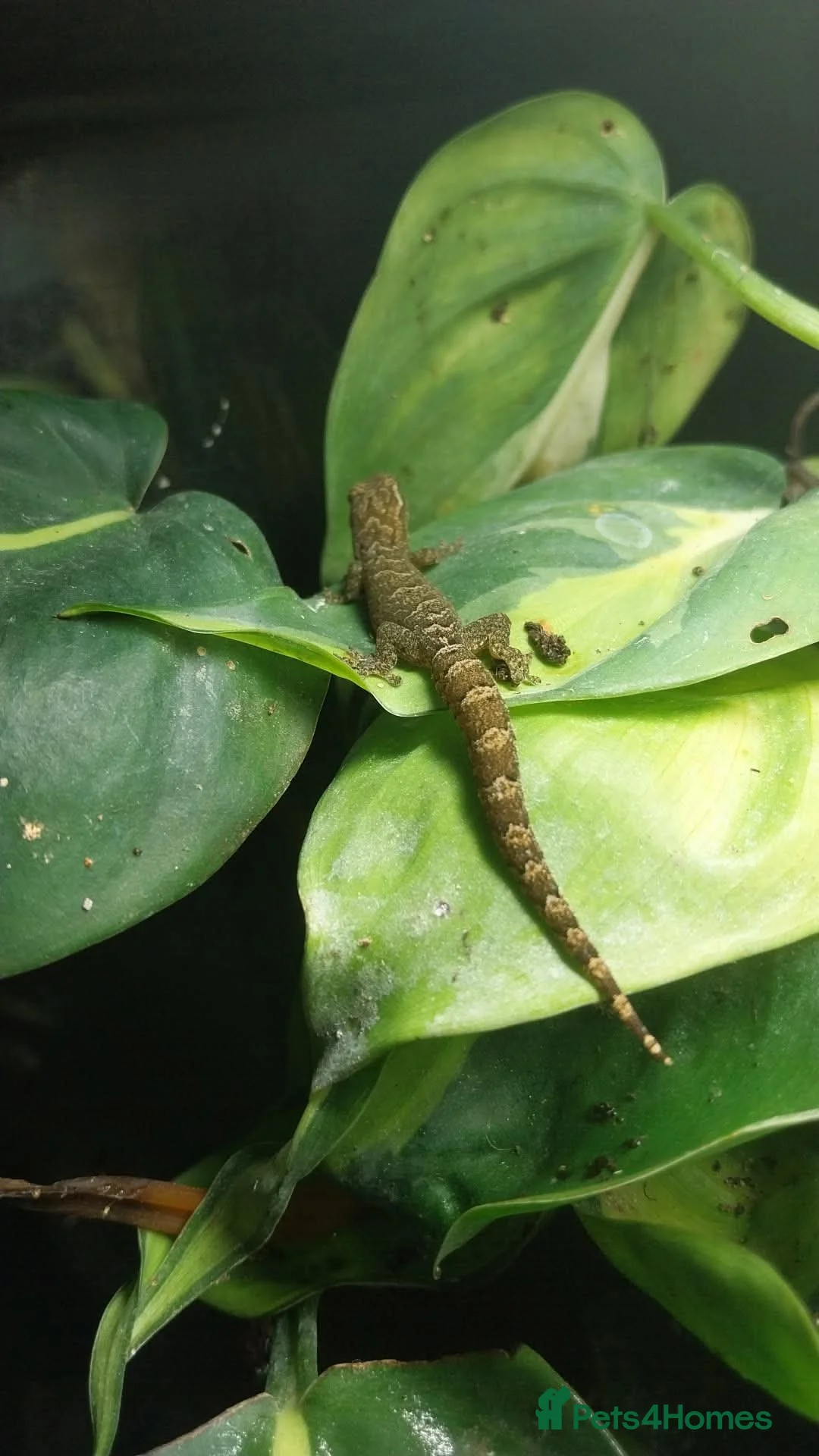 Gecko reptiles for sale: Mourning geckos. - Advert 11