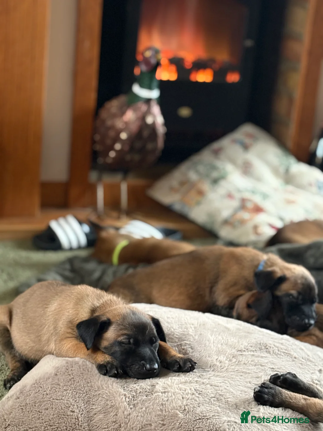 Belgian Shepherd Dog dogs for sale: Belgian Malinois Puppies - Advert 22