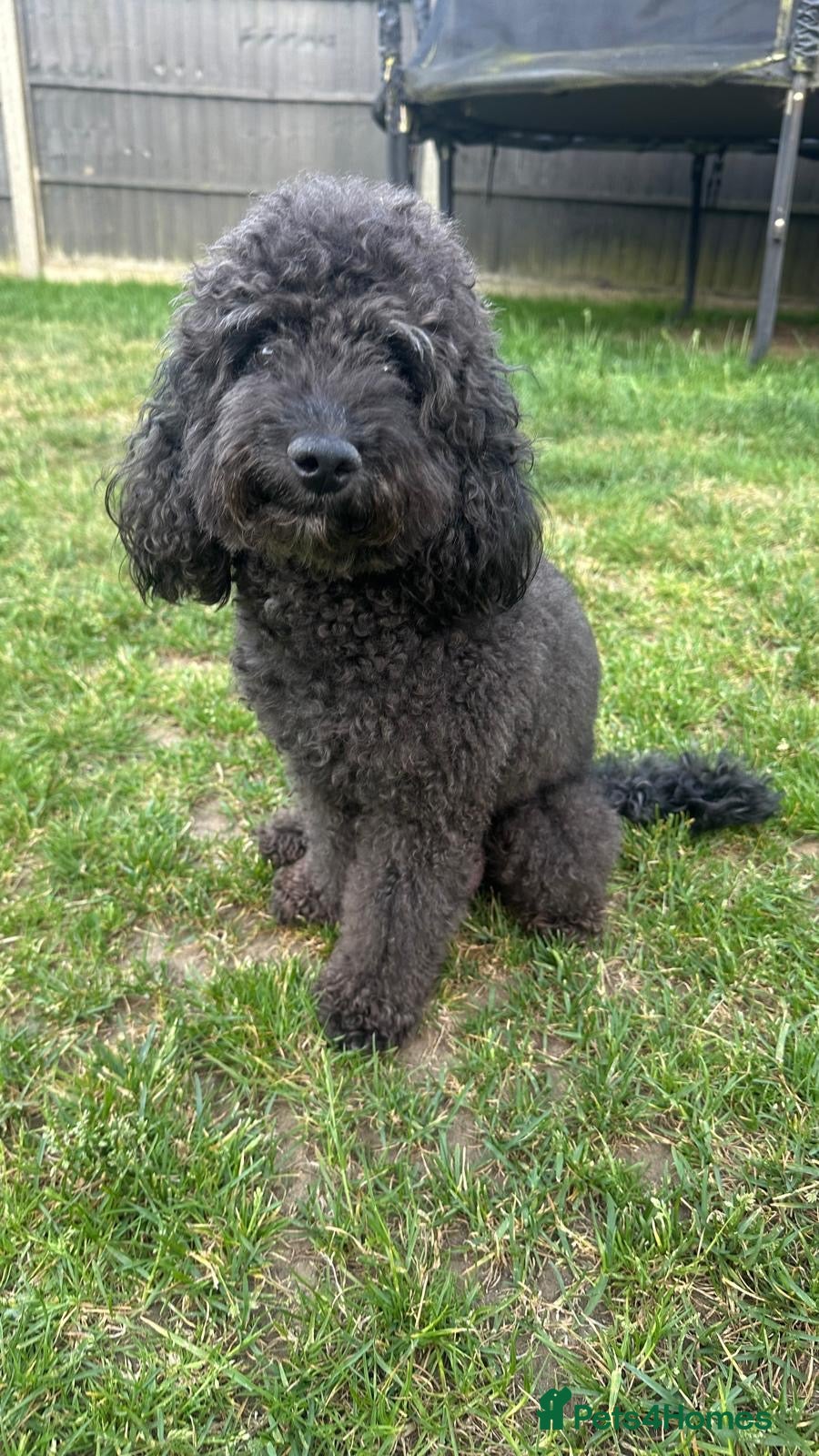 Cockapoo dogs for sale: Beautiful F2B Toy Cockapoo Puppies Ready 1st July  - Advert 12