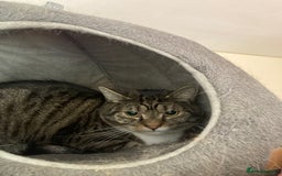 Mixed Breed cats for sale: Two 5 year old cats looking for new home - Image 4