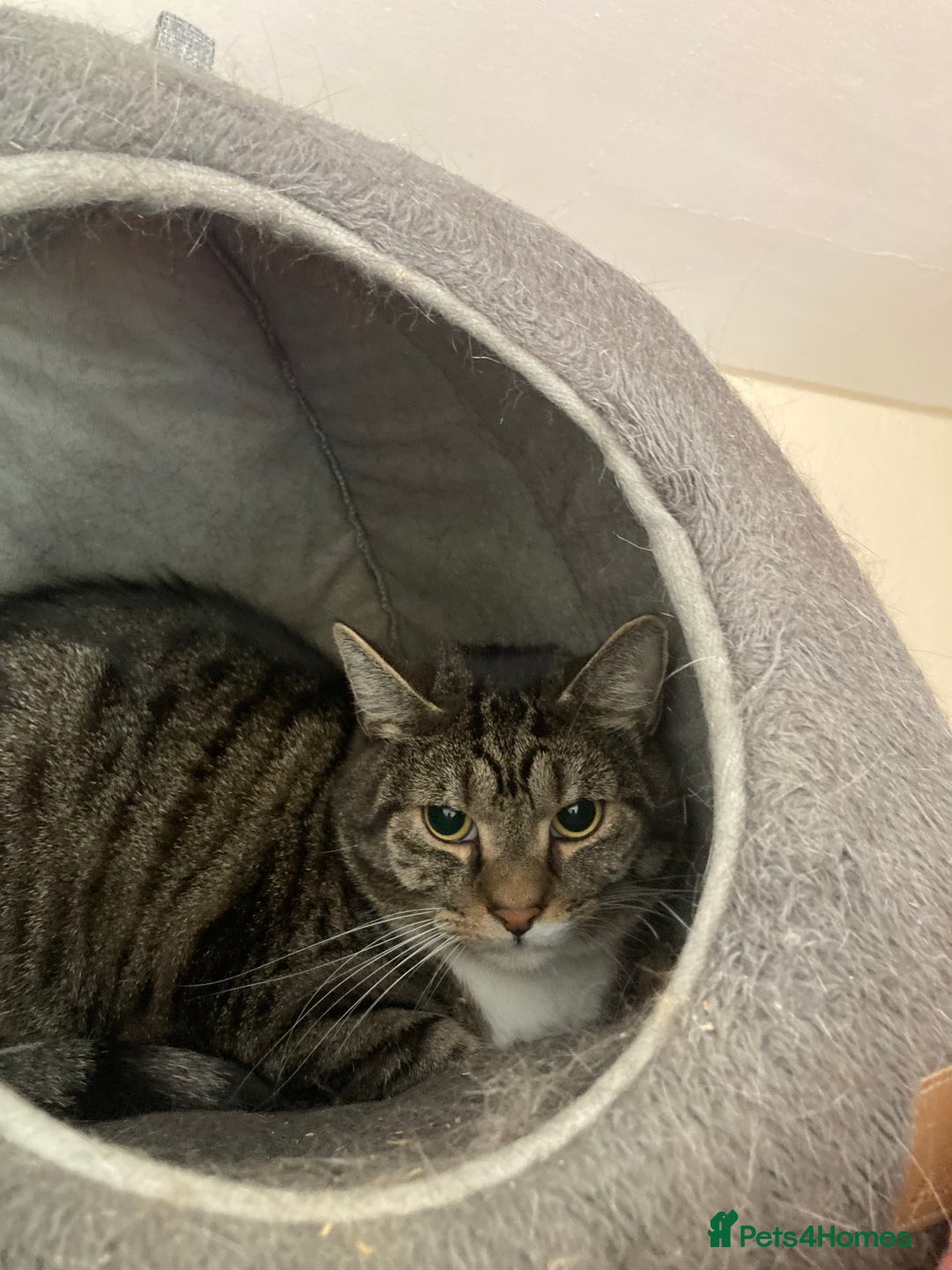 Mixed Breed cats for sale: Two 5 year old cats looking for new home - Image 4