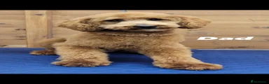 Cockapoo 3