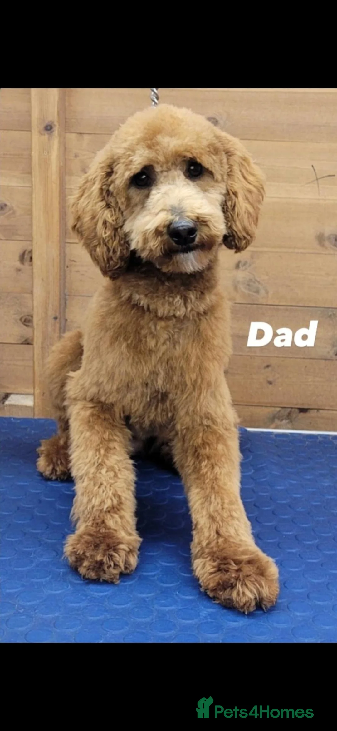 Cockapoo dogs for sale: 1 female F1 Cockapoo - Advert 22
