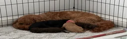 Cockapoo dogs for sale: Beautiful mid sized F1b Cockapoos in Wrexham - Advert 20