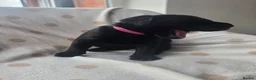 Labrador Retriever dogs for sale: Beautiful labrador puppies  - Advert 16