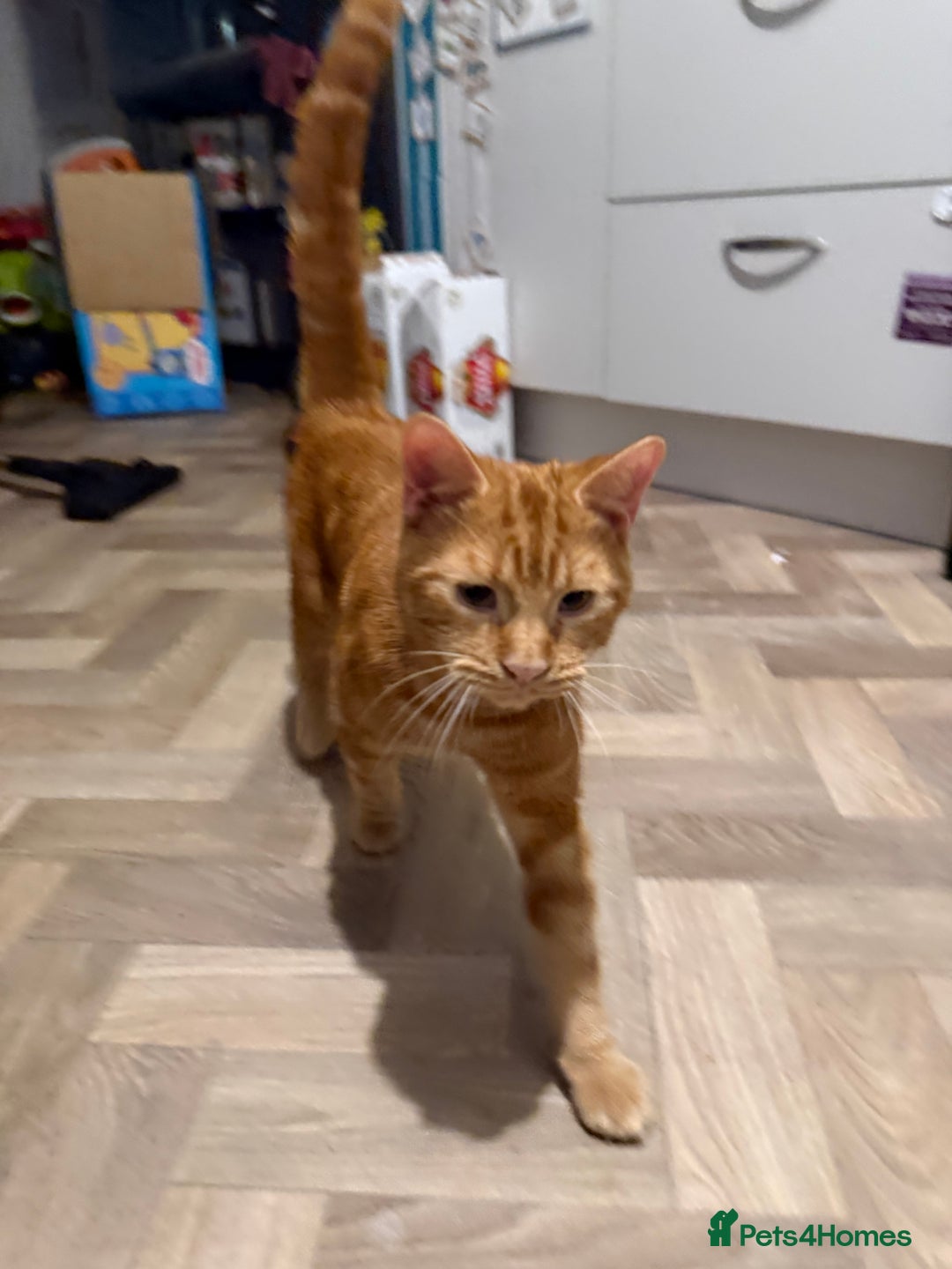 Mixed Breed cats for sale: meet Wotsit and Marmite - Advert 5