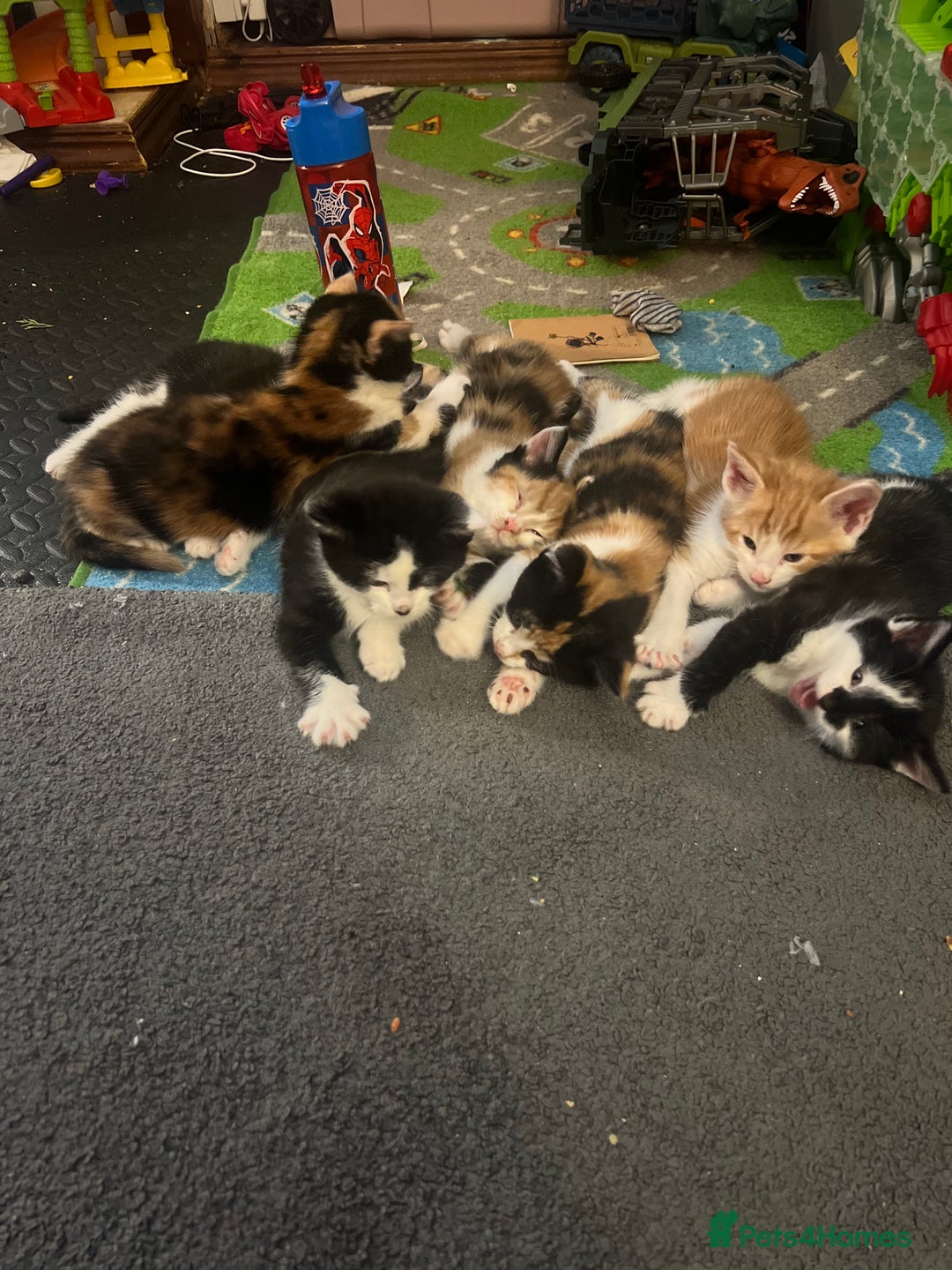 Maine Coon cats for sale: Kittens for sale  - Image 14