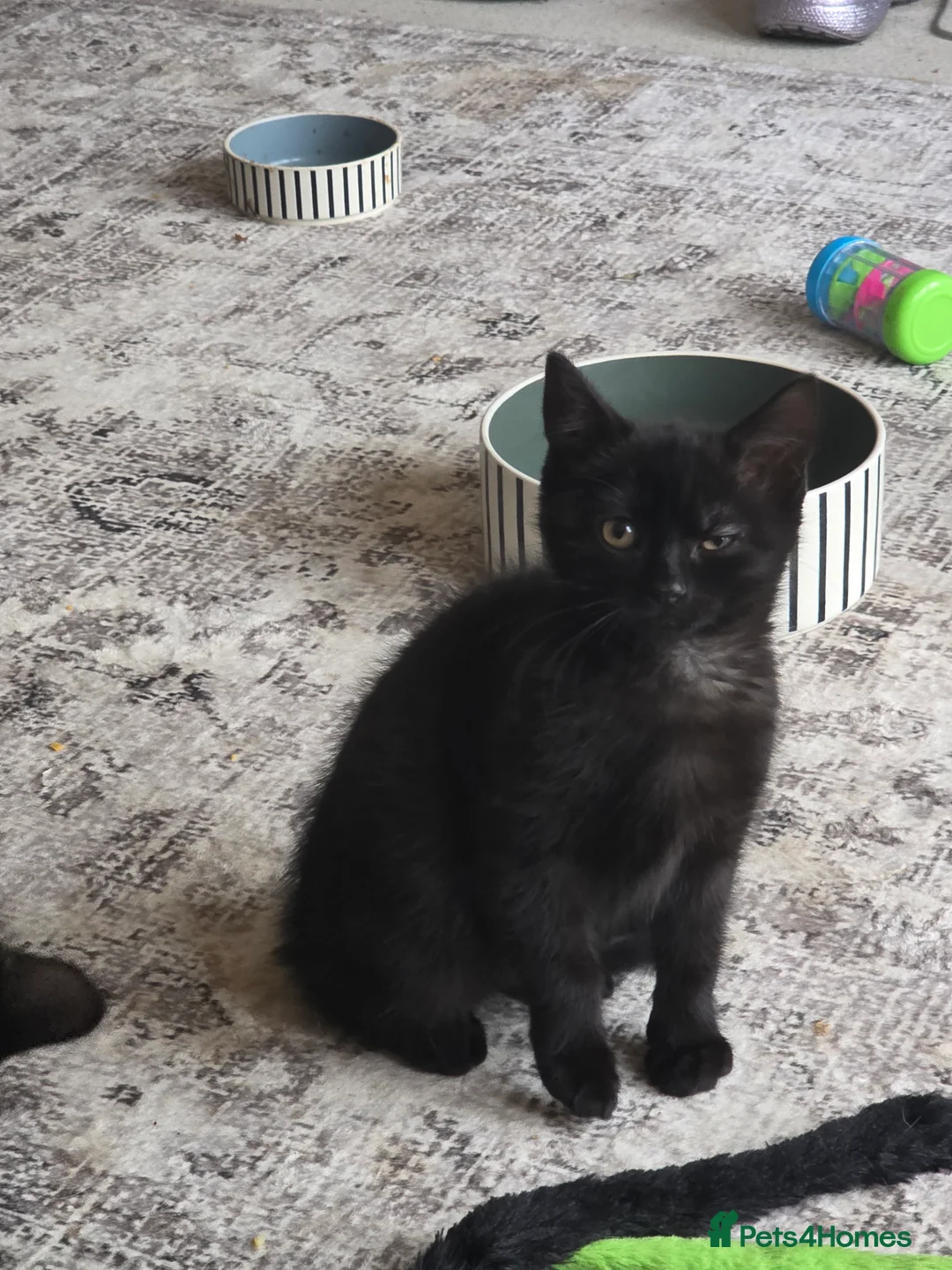 Mixed Breed cats for sale: Female kitten needing rehoming  - Advert 2