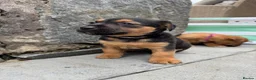 Patterjack dogs for sale: Patterjack puppy’s looking for loving home  - Advert 30