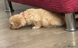 Goldendoodle dogs for sale: ⭐️⭐️READY NOW⭐️⭐️ Beautiful Goldendoodles - Image 25