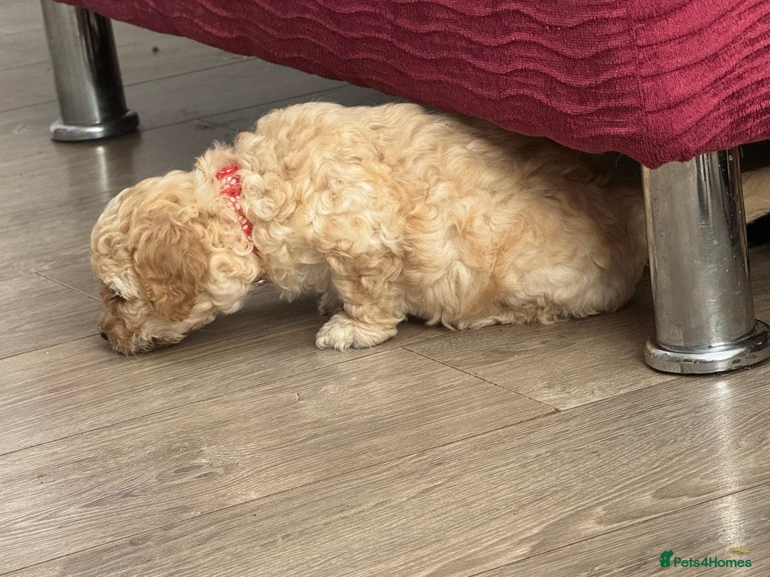 Goldendoodle dogs for sale: ⭐️⭐️READY NOW⭐️⭐️ Beautiful Goldendoodles - Image 25