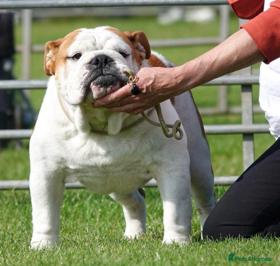 English Bulldog dogs for stud: Available for stud to approved bitches - Image 3