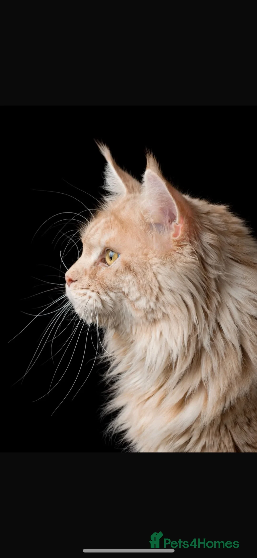 Maine Coon cats for stud: XL Cream TICA registered maine coon for stud  - Advert 2
