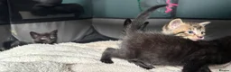 Russian Blue cats for sale: 2 beautiful black kitty’s and 1 gorgeous grey cat - Advert 16