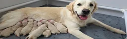Golden Retriever dogs for sale: Gorgeous KC Registered Golden Retriever Puppies - Advert 1