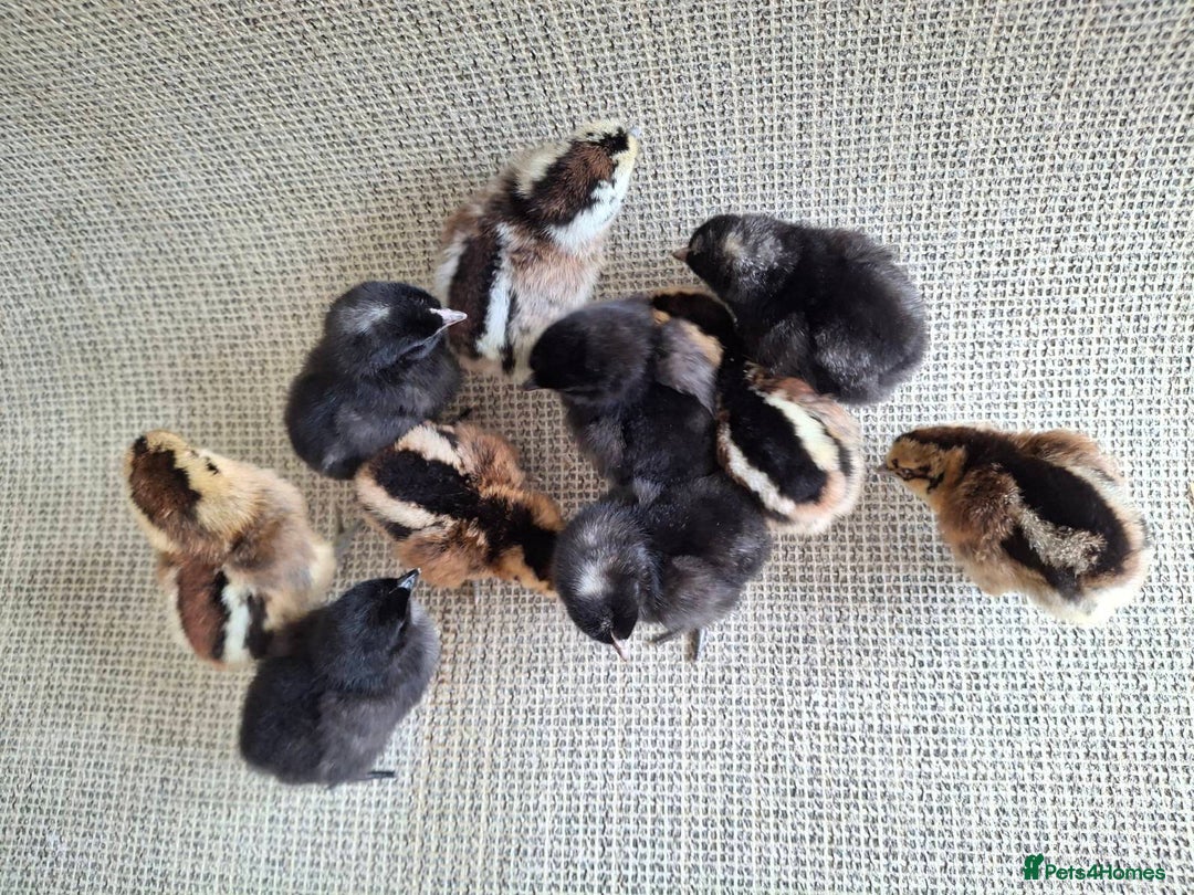 Chickens poultry for sale: Cream Legbar x Ayam Cemani Mixed Sex Chicks  - Image 1