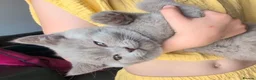 Selkirk Rex cats for sale: 😻 Stunning Selkirk Rex Kittens 😻 - Advert 3