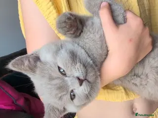 Selkirk Rex cats ❤️ Unique Selkirk Rex Kittens 2 Left!!! ❤️ - Advert 17