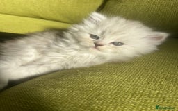 Persian cats for sale: Persian chinchilla kittens - Image 26