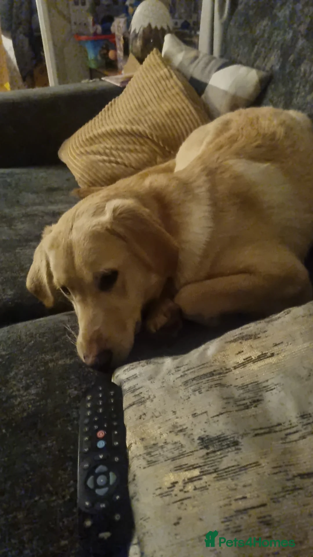 Labrador Retriever dogs for sale: Golden labrador  - Advert 2