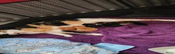 Mixed Breed cats for sale: Beautiful kittens for sale. 2 left ! in Salisbury - Advert 5